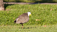 Masked Lapwing, Cairns 2013