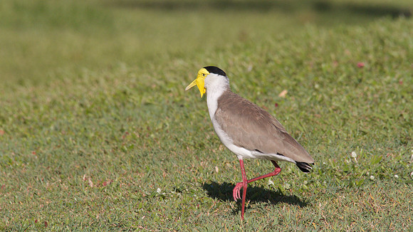 Masked Lapwing, Cairns 2013