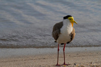 Masked Lapwing, Cairns 2013