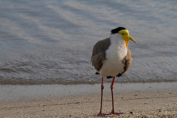 Masked Lapwing, Cairns 2013