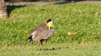 Masked Lapwing, Cairns 2013