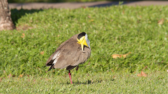 Masked Lapwing, Cairns 2013