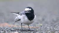 Masked Wagtail, Camrose, Pembrokeshire, December 2016