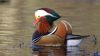 Mandarin Duck, Cannop Ponds, Forest of Dean, January 2016
