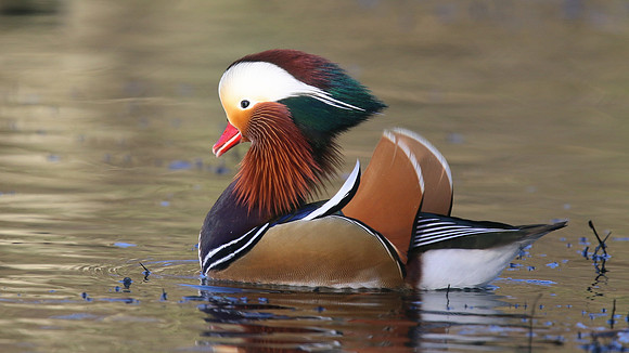 Mandarin Duck, Cannop Ponds, Forest of Dean, January 2016