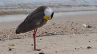 Masked Lapwing, Cairns 2013