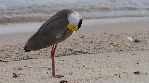 Masked Lapwing, Cairns 2013