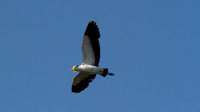 Masked Lapwing, Cairns 2013