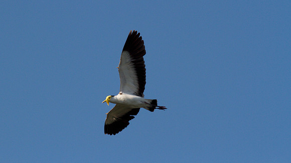 Masked Lapwing, Cairns 2013
