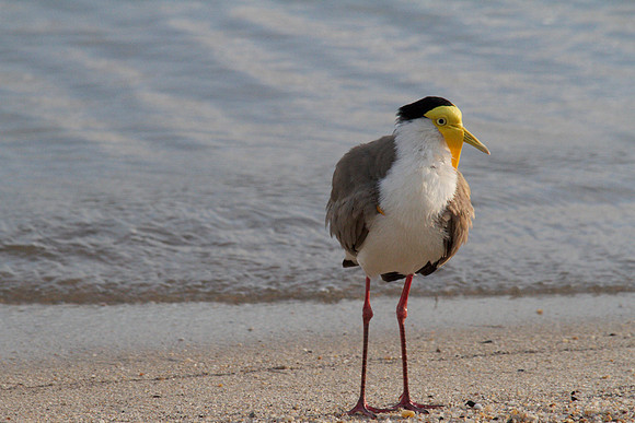 Masked Lapwing, Cairns 2013