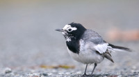 Masked Wagtail, Camrose, Pembrokeshire, December 2016