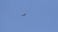 Long-legged Buzzard