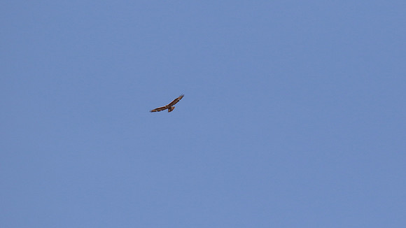 Long-legged Buzzard, Anarita Park, April 2016