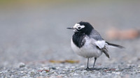Masked Wagtail, Camrose, Pembrokeshire, December 2016