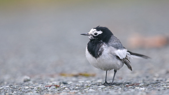 Masked Wagtail, Camrose, Pembrokeshire, December 2016