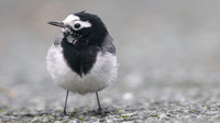 Masked Wagtail, Camrose, Pembrokeshire, December 2016