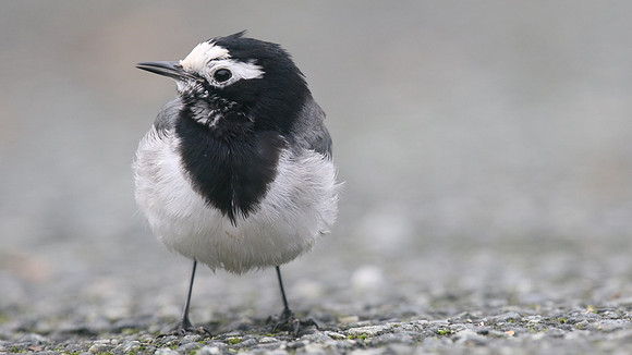 Masked Wagtail, Camrose, Pembrokeshire, December 2016