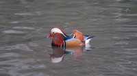 Mandarin Duck, Cannop Ponds, Forest of Dean