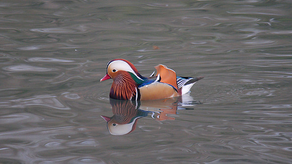 Mandarin Duck, Cannop Ponds, Forest of Dean