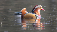 Mandarin Duck, Cannop Ponds, Forest of Dean