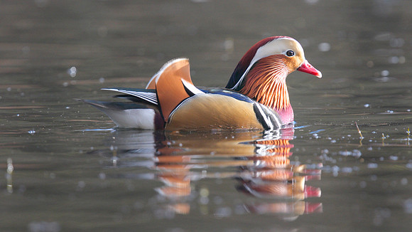 Mandarin Duck, Cannop Ponds, Forest of Dean