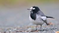 Masked Wagtail, Camrose, Pembrokeshire, December 2016