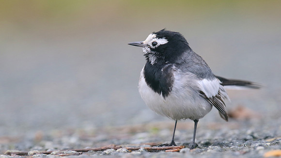 Masked Wagtail, Camrose, Pembrokeshire, December 2016