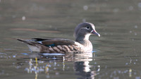 Mandarin Duck, (Female) Cannop Ponds, Forest of Dean