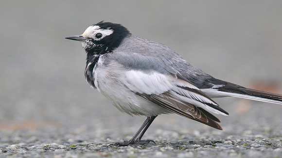 Masked Wagtail, Camrose, Pembrokeshire, December 2016