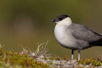 Long-tailed Skua