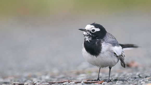 Masked Wagtail, Camrose, Pembrokeshire, December 2016