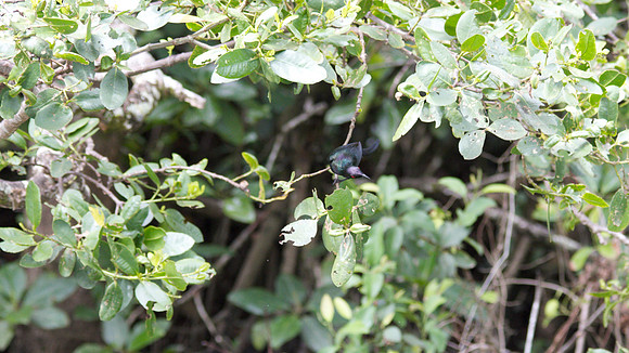 Metallic Starling, Daintree, November 2013