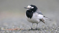 Masked Wagtail, Camrose, Pembrokeshire, December 2016