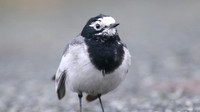 Masked Wagtail, Camrose, Pembrokeshire, December 2016