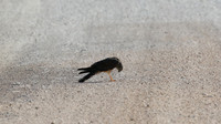 Montagu's Harrier, Anarita Park, Cyprus, May 2016
