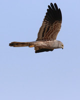 Montagu's Harrier, Anarita Park, Cyprus, May 2016