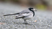 Masked Wagtail, Camrose, Pembrokeshire, December 2016