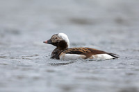 Long-tailed Duck