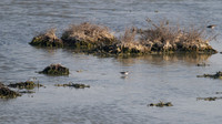 Marsh Sandpiper, Oroklini Lake, July 2014