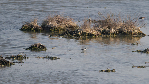 Marsh Sandpiper, Oroklini Lake, July 2014