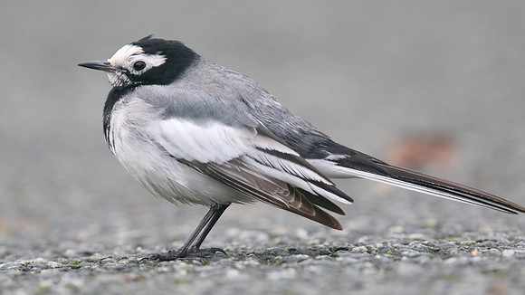 Masked Wagtail, Camrose, Pembrokeshire, December 2016