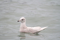 Iceland Gull, Brixham 2013