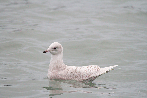 Iceland Gull, Brixham 2013