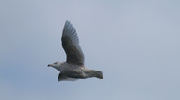 Iceland Gull, Chew Valley Lake, April 2014