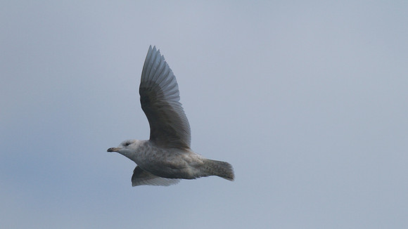 Iceland Gull, Chew Valley Lake, April 2014