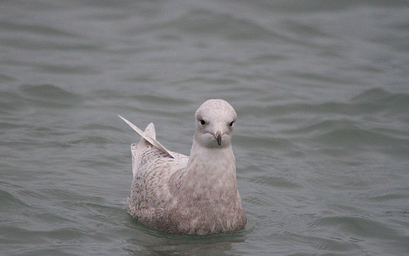 Iceland Gull, Brixham 2013