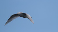 Iceland Gull, Chew Valley Lake, April 2014