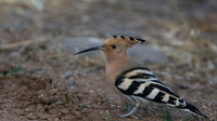 Hoopoe, Mandria, Cyprus, April 2016