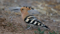 Hoopoe
