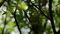 Icterine Warbler, Laggan, June 2016